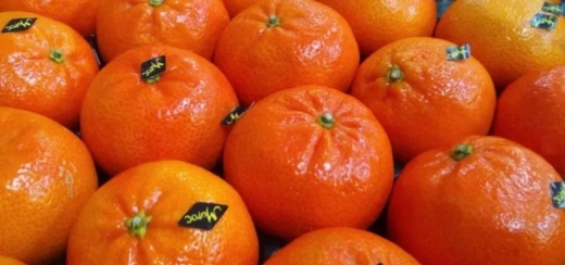 منع شحنة كليمنتين مغربي من دخول روسيا بسبب حشرة خطيرة تهدد الزراعة