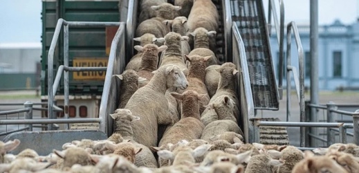 شحنات أغنام إسبانية تصل المغرب قبل عيد الأضحى.. هل تنجح في خفض الأسعار؟