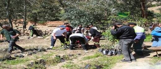 شراكة مغربية هولندية تدعم التشجير بالدريوش.. 800 شتلة لفائدة الفلاحين بـ " إفرني"