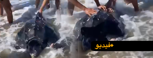 "تأبى العودة إلى الأعماق".. سلحفاة بحرية عملاقة تثير دهشة زوار شاطئ السعيدية