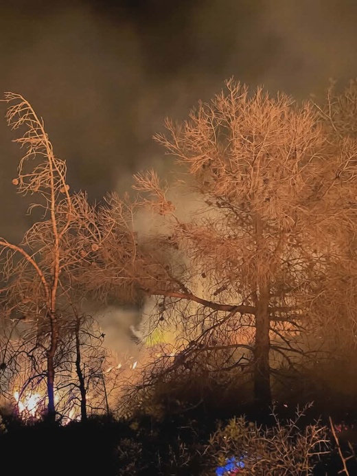 ألسنة اللهب تلتهم الغابات بالدريوش.. هل كانت “نزهة” وراء الحريق؟