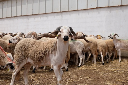 سوق زايو.. أحد أبرز أسواق الشرق يسجل تراجعا ملحوظا في أسعار الأغنام قبيل عيد الأضحى