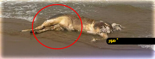 شاطئ راس الماء بالناظور يلفظ جثة جاموس نافق ومطالب بتدخل السلطات