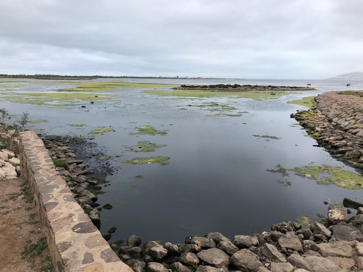 طحالب ونفايات ببحيرة مارتشيكا تقلق فعاليات مدنية والأنظار تتجه صوب وكالة التهيئة