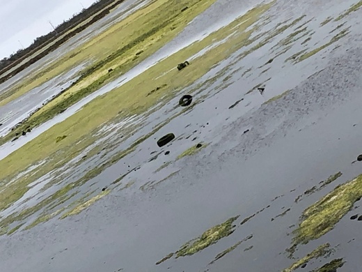 طحالب ونفايات ببحيرة مارتشيكا تقلق فعاليات مدنية والأنظار تتجه صوب وكالة التهيئة طحالب ونفايات ببحيرة مارتشيكا تقلق فعاليات مدنية والأنظار تتجه صوب وكالة التهيئة