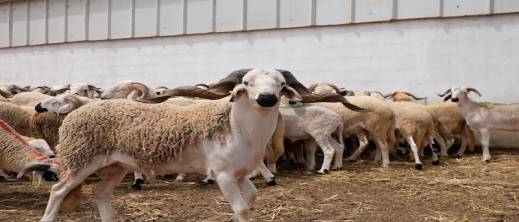 بشرى للمغاربة.. وفرة في القطيع ومؤشرات على استقرار أسعار أضاحي العيد