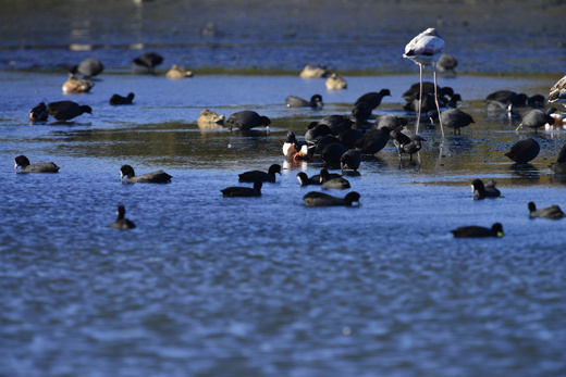 مارتشيكا.. من بحيرة منهكة إلى نموذج بيئي يعيد رسم ملامح الناظور