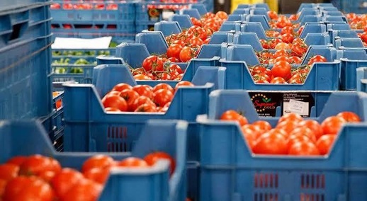 روسيا تتلف شحنة طماطم مغربية بسبب فيروس خطير يهدد المحاصيل روسيا تتلف شحنة طماطم مغربية بسبب فيروس خطير يهدد المحاصيل
