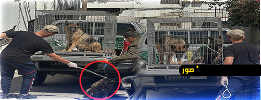 طنجة.. كلاب تهاجم مالكها وتُنهي حياته داخل منزله بحي الإسبانيول