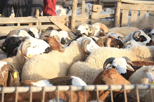 قبيل عيد الأضحى.. أسواق الماشية بجهة الشرق تشهد ركود في الحركة وتراجع في الأسعار