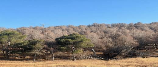 غابات الناظور تحتضر.. جفاف لسبع سنوات يغتال "رئة الإقليم" وسط صمت مطبق للمنتخبين والمسؤولين
