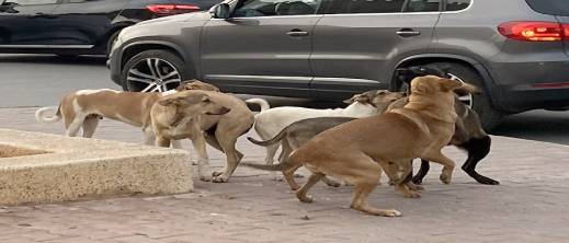 135 دولة ضمن التحذير.. بريطانيا تنبه مواطنيها من خطر داء الكلب بالمغرب