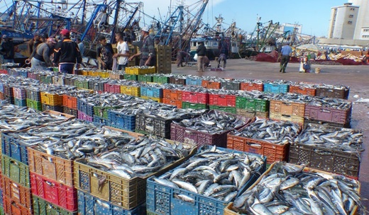 بالأرقام.. انخفاض مقلق في مفرغات الصيد وعائداته بميناء الحسيمة بالأرقام.. انخفاض مقلق في مفرغات الصيد وعائداته بميناء الحسيمة