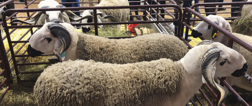 معرض مكناس يكشف ملامح أسوق الأضاحي قبيل العيد