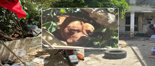 حكم بالإعدام بلا محاكمة.. جمعية تنتقد إعدام 