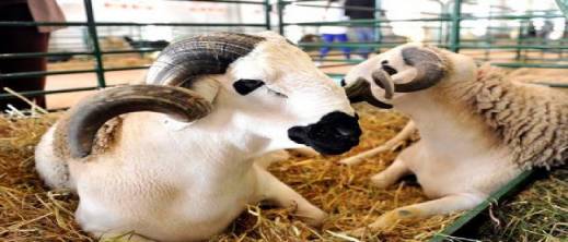 أسعار الأضاحي 2026.. تراجع طفيف لا يخفف ضغط الغلاء على الأسر