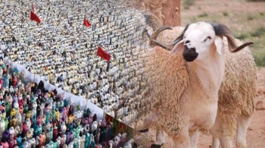 مع اقتراب عيد الأضحى.. إجراءات مشددة لحماية الأضاحي وضمان سلامتها