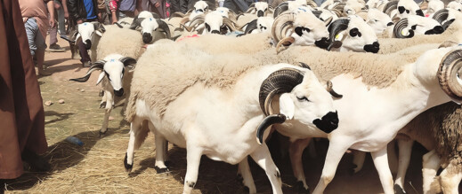 انتظار وترقب يطبعان أسواق الأضاحي قبيل عيد الأضحى