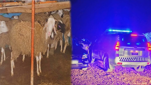 الدرك الملكي ببن الطيب يفك لغز سرقة المواشي ويسترجع عشرات الرؤوس