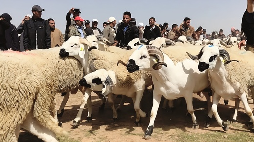 أضاحي "محفظة" تصل 9000 درهم في "بورصة" بني وكيل اليوم الأحد بالناظور أضاحي "محفظة" تصل 9000 درهم في "بورصة" بني وكيل اليوم الأحد بالناظور