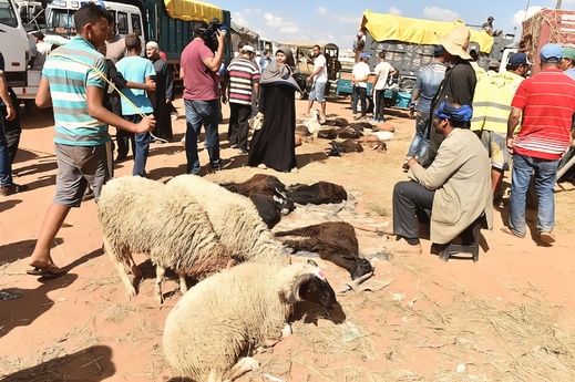تفعيلا للقرار الحكومي.. السلطات تطيح بأولى "الشناقة" بأسواق الماشية
