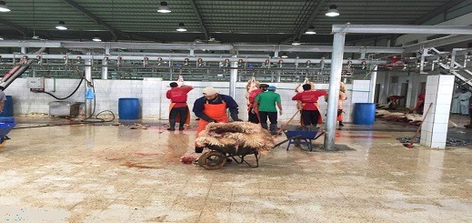 جماعة الناظور تفتح مجزرة أولاد بوطيب الجماعية لتنظيم ذبح الأضاحي