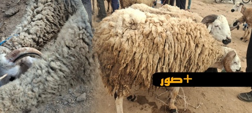 غلاء فاحش يلهب سوق قرية أركمان بالناظور يوما قبل العيد.. والمواطنون يتذمرون: "الأسعار خيالية والوفرة غائبة"
