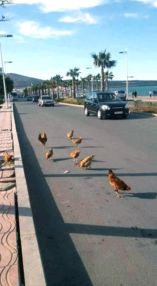 مثير.. صورة لسرب من الدجاج "البلدي" يسرح وسط الكورنيش تثير سخرية الناظوريين على الفايسبوك مثير.. صورة لسرب من الدجاج "البلدي" يسرح وسط الكورنيش تثير سخرية الناظوريين على الفايسبوك
