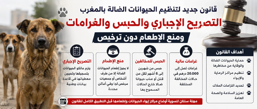 غرامات تصل إلى 20 ألف درهم وحبس للمخالفين.. هذه أبرز مقتضيات قانون الحيوانات الضالة بالمغرب غرامات تصل إلى 20 ألف درهم وحبس للمخالفين.. هذه أبرز مقتضيات قانون الحيوانات الضالة بالمغرب