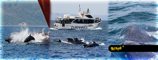ظهور نادر قبالة سواحل المغرب.. أكثر من 50 حوتا مفترسا يفاجئون علماء البحار