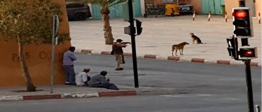 إطلاق الرصاص بشوارع تنغير.. شريط فيديو لإعدام كلاب ضالة يفجر غضبا حقوقيا واسعا