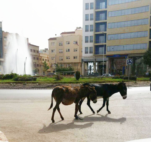 حمير تتجول بتلقائية وسط الناظور تثير سؤالا مستفزا حول ما إذا كنَا في مدينة أو جماعة قروية حمير تتجول بتلقائية وسط الناظور تثير سؤالا مستفزا حول ما إذا كنَا في مدينة أو جماعة قروية