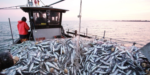 تراجع القيمة التجارية لمنتجات الصيد بالناظور بأكثر من 10 ملايين درهم منذ يناير الماضي تراجع القيمة التجارية لمنتجات الصيد بالناظور بأكثر من 10 ملايين درهم منذ يناير الماضي