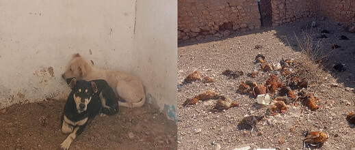 هجوم كلاب ضالة ينهي مصدر رزق مواطن بإقليم الناظور ويخلّف خسائر ثقيلة