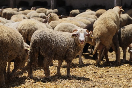 مزارعو إسبانيا يطالبون حكومة سانشيز بإعادة فتح السوق المغربية للمواشي مزارعو إسبانيا يطالبون حكومة سانشيز بإعادة فتح السوق المغربية للمواشي