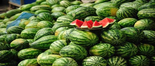 صادرات البطيخ الأحمر.. المغرب يحتفظ بصدارة المزودين لإسبانيا