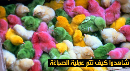 الكتاكيت الملونة التي تباع في شوارع الناظور تشكل خطورة على الأطفال وإحتمال إصابتها بالسرطان وارد الكتاكيت الملونة التي تباع في شوارع الناظور تشكل خطورة على الأطفال وإحتمال إصابتها بالسرطان وارد