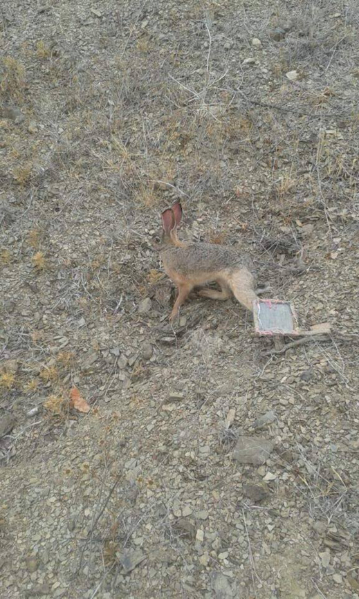 الصيد بالفخاخ في قرى الريف.. هواية ممتعة و تراث أصيل يسير نحو الزوال الصيد بالفخاخ في قرى الريف.. هواية ممتعة و تراث أصيل يسير نحو الزوال