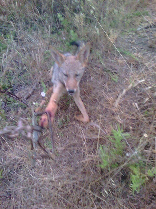 الصيد بالفخاخ في قرى الريف.. هواية ممتعة و تراث أصيل يسير نحو الزوال الصيد بالفخاخ في قرى الريف.. هواية ممتعة و تراث أصيل يسير نحو الزوال