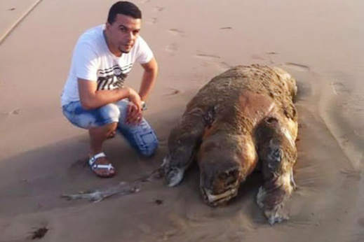 كائن بحري يثير فضول عدد من مرتادي الشاطئ بسبب شكله الغريب كائن بحري يثير فضول عدد من مرتادي الشاطئ بسبب شكله الغريب