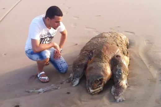 كائن بحري يثير فضول عدد من مرتادي الشاطئ بسبب شكله الغريب كائن بحري يثير فضول عدد من مرتادي الشاطئ بسبب شكله الغريب