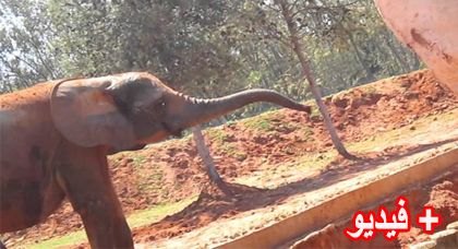 خطير.. فيل يوجه ضربات متتالية لطفلة بواسطة حجارة و يرديها قتيلة  
