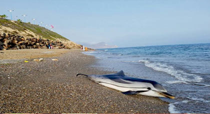   العثور على دلفين نافق متوسط الحجم لفظته مياه شاطئ ثمشضين نواحي الحسيمة   