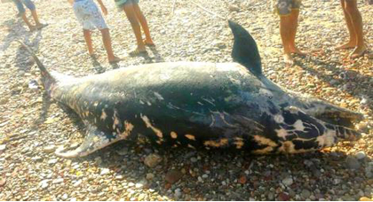 شاطئ اسلي يلفظ سمكة دلفين كبيرة و السلطات المحلية تتدخل من اجل دفنها