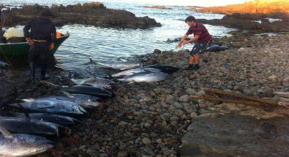 بحارة باقليمي الحسيمة و الدريوش يطالبون برفع حصة صيد سمكة التونة 