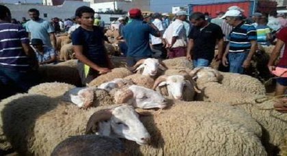 السوق الأسبوعي لأركمان سجل وفرة أضاحي العيد وسط إنخفاض في الأثمنة