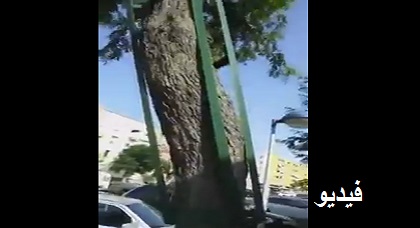 بالفيديو: جبر "شجرة" مكسورة وسط مليلية يثير سخرية وتهكّم الناظوريين على الفايس