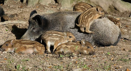 تكاثر الخنزير البري بأعداد كبيرة يرغم الجهات المعنية على إطلاق موسم القنص بجهة الشمال 