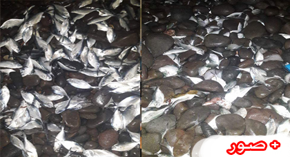 نفوق عدد كبير  من الأسماك بشاطئ "الحرش" اقليم الدريوش  يثير إستغراب البحارة