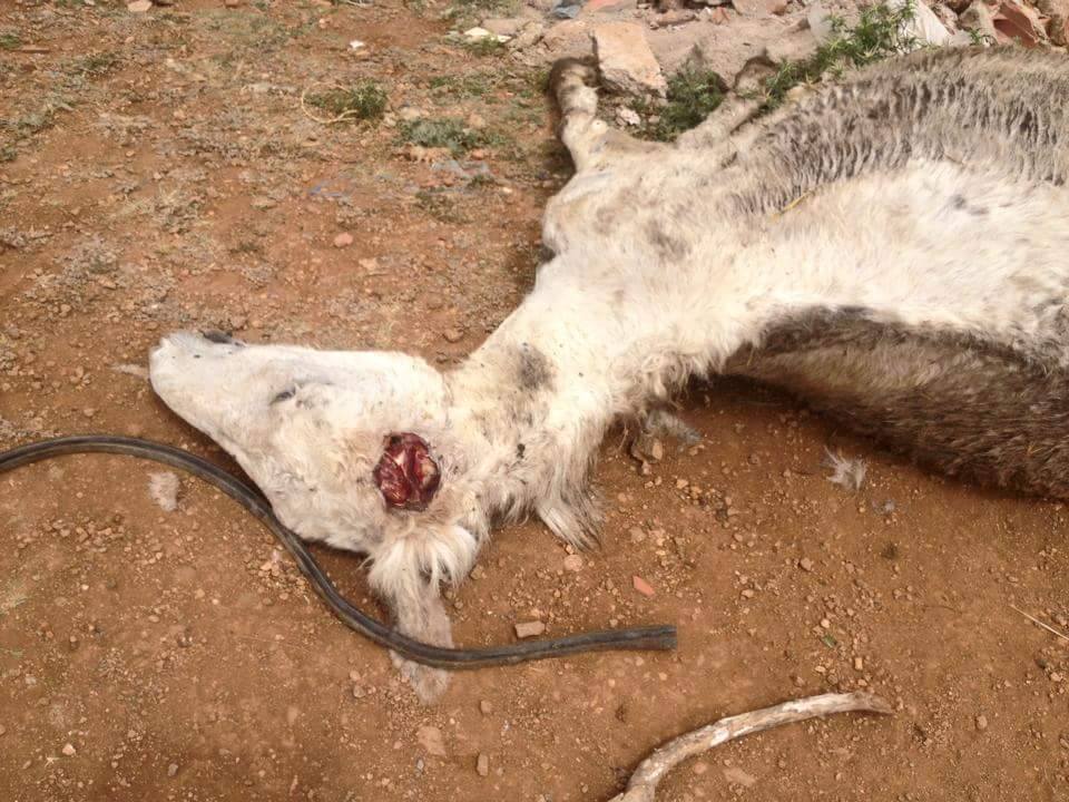 مجهولون يقطعون أذن دابة لإستخدامها في أعمال سحر وشعوذة بمدينة بني نصار